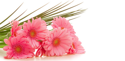 pink gerbera flowers summer