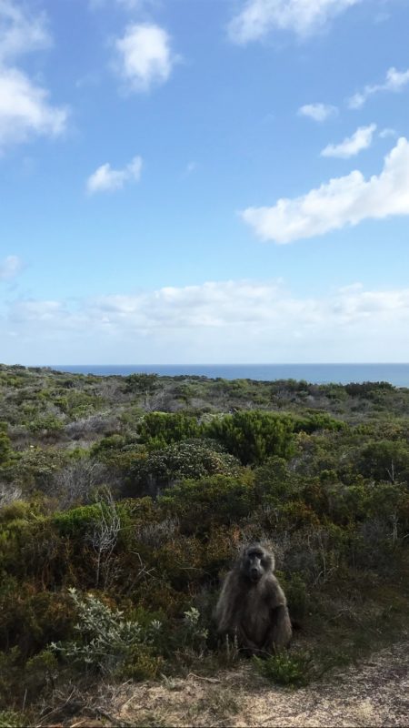 south africa garden route itinerary